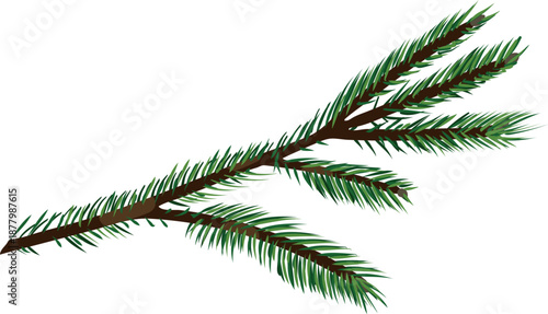 Spruce tree branch isolated on white background