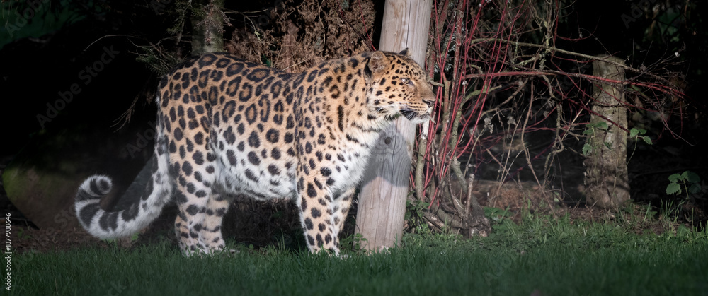 Obraz premium Amur Leopard Standing on Grass