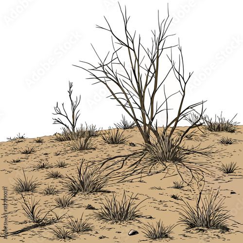 Dry grassland with sparse vegetation and bare tree on sandy soil