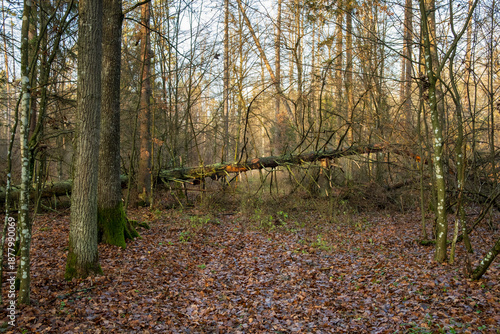 A fallen tree on a forest path, Bialowieza Forest, Podlasie, Poland