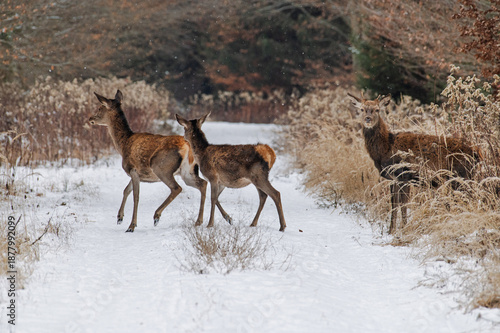 A group of deer cross a path in the forest during snowfall