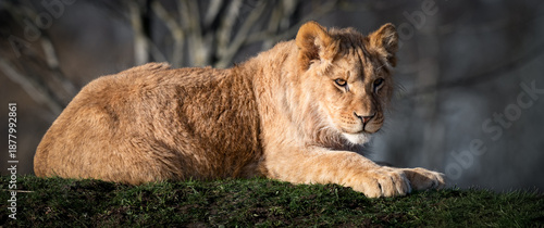 Young Lion Cub Resting on Grass