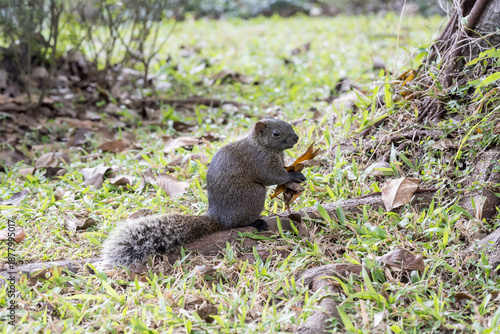Φωτογραφία A Red-bellied squirrel (callosciurus erythraeus) on the grassland