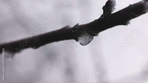 Minimal macro footage of an ice droplet hanging from a twig, soft grey background and shallow depth of field, cold winter concept and fragile detail.
