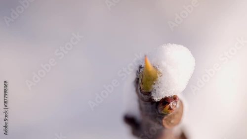 Macro footage of a small bud emerging from fresh snow, soft light and clean copy space, winter to spring transition concept, renewal and hope theme.