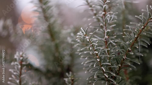Winter evergreen footage with frosted needles and warm bokeh highlights, soft cinematic mood and natural Christmas seasonal atmosphere in the forest.