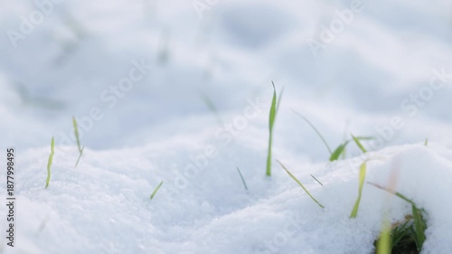 Close-up winter footage of snow with green grass blades poking through, shallow depth of field and soft light, seasonal texture and thaw concept.