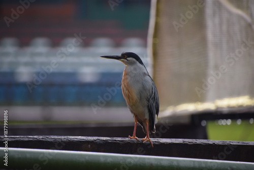 butorides stiata heron perched on a railing