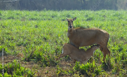 Photography Arians of India during migration season
