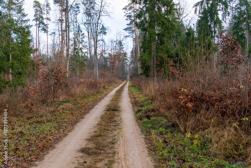 Sandy road in the forest in late autumn, Bialowieza Forest, Poland