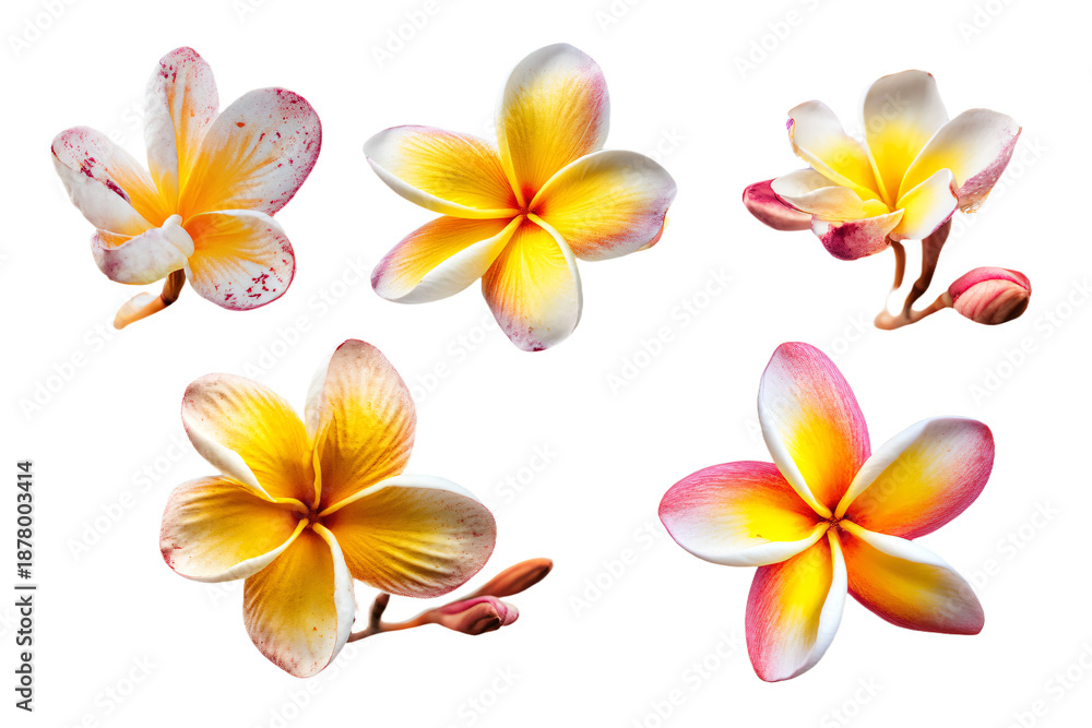Fototapeta premium Assorted Frangipani Flowers on White Background