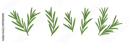 Rosemary branches flat vector isolated on white background, evergreen plant with fragrant leaves, culinary ingredient in traditional mediterranean cuisine, seasoning illustration for cooking, herbs