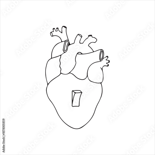 human heart anatomy outline
