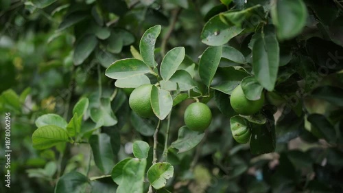 Wallpaper Mural Close-up of fresh green lime fruit hanging on tree branch with blurred foliage background. Ideal for food, agriculture, or nature background Torontodigital.ca