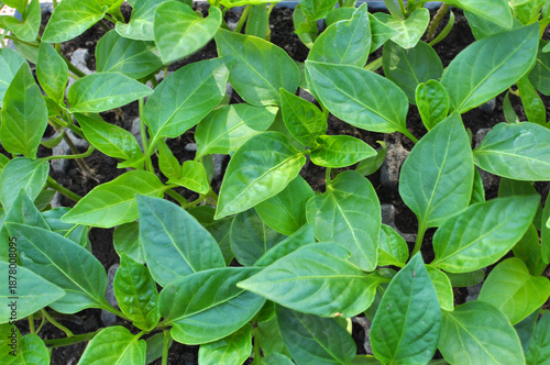 Wallpaper Mural Sweet pepper seedlings are growing Torontodigital.ca