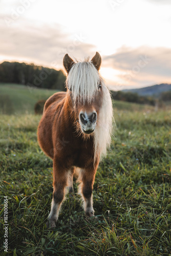 Wallpaper Mural Beautiful horse Torontodigital.ca