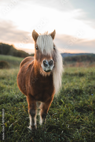 Wallpaper Mural pony in front of sunset Torontodigital.ca