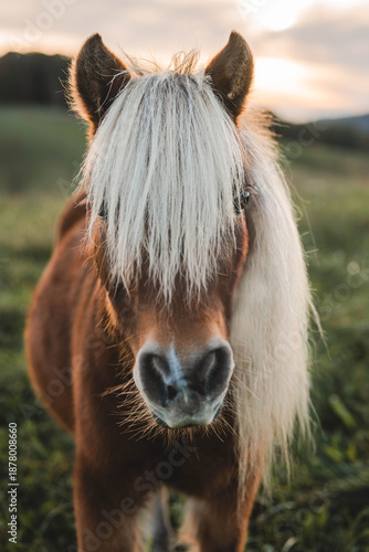 Wallpaper Mural portrait of a horse Torontodigital.ca