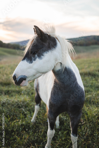 Wallpaper Mural horse in the field Torontodigital.ca