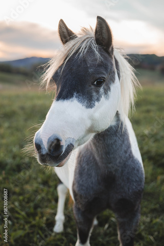 Wallpaper Mural Horse Portrait Torontodigital.ca