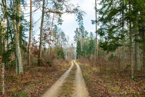 Sandy road in the forest in late autumn, Bialowieza Forest, Poland
