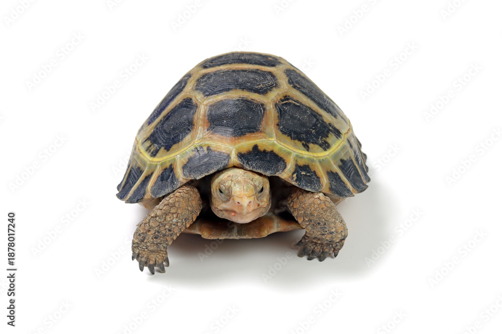 Obraz premium a Indotestudo forstenii turtle isolated on white background, a Baning sulawesi turtle (indotestudo forstenii)