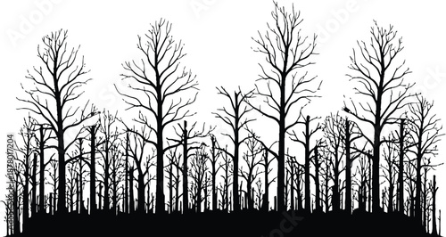 Bare trees silhouetted against white background in forest