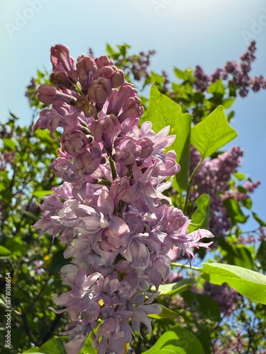 Spring Lilac delicate pink flowers.