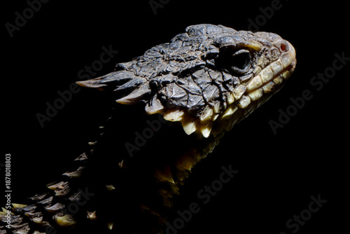 The Sungazer (Smaug giganteus) is a species of lizard from sub-Saharan Africa. a Closeup head The Sungazer isolated on black background