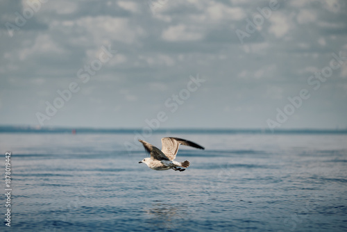 A seagull flies close to the surface of the water on a clear sunny day