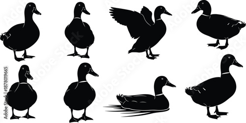 Duck silhouette vector set, black and white bird poses, standing, walking, swimming, flapping wings, wildlife icon pack, editable design, avian illustration
