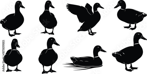 Duck silhouette vector set, black and white duck poses, standing, swimming, flapping wings, bird shapes, editable design, wildlife illustration, icon pack