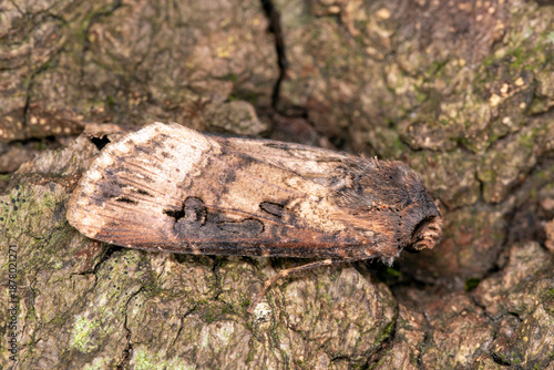 Ypsiloneule,  Agrotis ipsilon, DE, Leverkusen, 2025/08/11