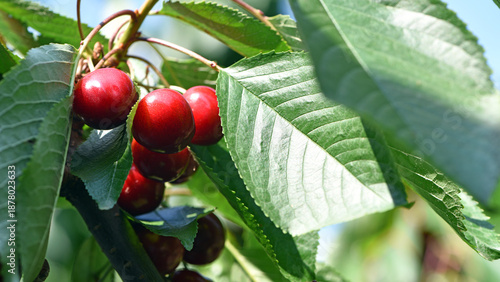 The fresh dark red cherries hanging on the tree at orchard, Selective focus of ripe prunus avium, Sweet cherry is ready to harvest or picking late spring or early summer, Health benefits of berries.