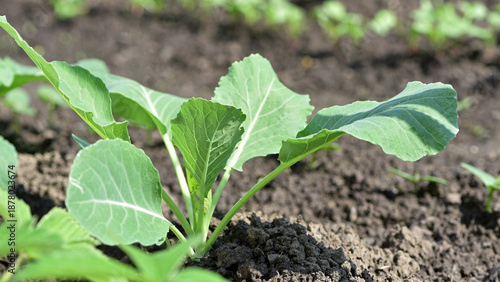 young cabbage seedling with fresh green leaves. Perfect for agriculture, gardening, and nature themes. Macro, close-up. farm, agricultural land, harvest. the photo was taken with a camera