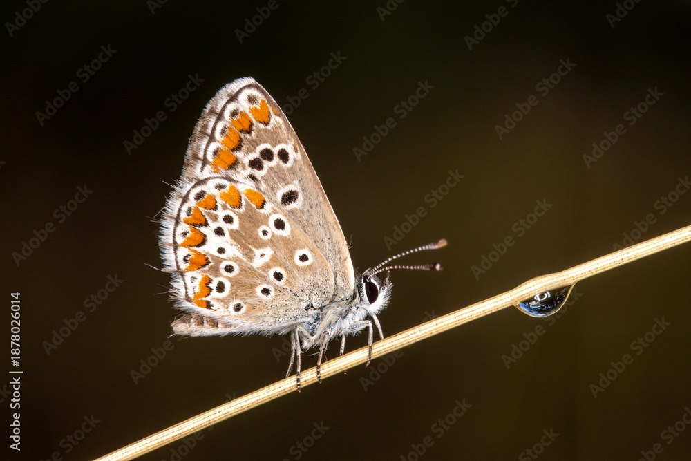 Obraz premium Aricia agestis, Kleiner Sonnenröschen-Bläuling, DE, RLP, bei Kaub, 2025/08/30