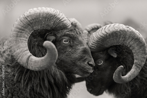Close-up of two magnificent black ouessant rams with impressive curved horns, showcasing their strength and natural beauty in a striking black and white portrait.