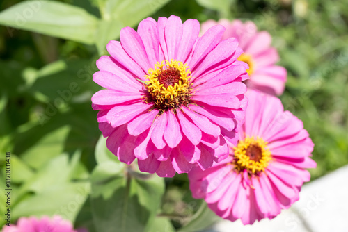 Beautiful Zinnia (Zinnia elegans) flowers.
