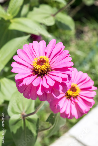 Beautiful Zinnia (Zinnia elegans) flowers.
