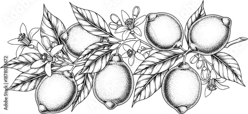 Lemon branch with fruit, leaves, and flowers, botanical black and white illustration, editable design, isolated citrus plant symbol