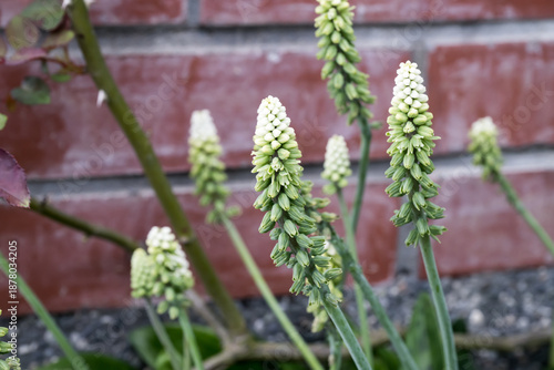 Beautiful little white soldiers (Drimiopsis maculata) flowers.