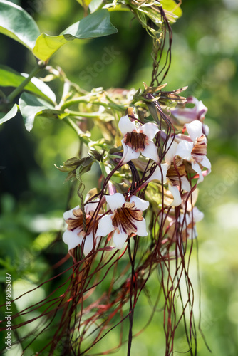 Beautiful Poison Arrow Vine (strophanthus preussii) flowers.