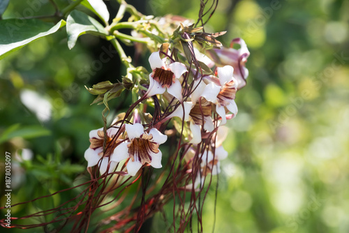 Beautiful Poison Arrow Vine (strophanthus preussii) flowers.