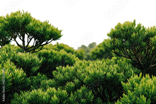 Lush Green Pine Trees in Natural Landscape