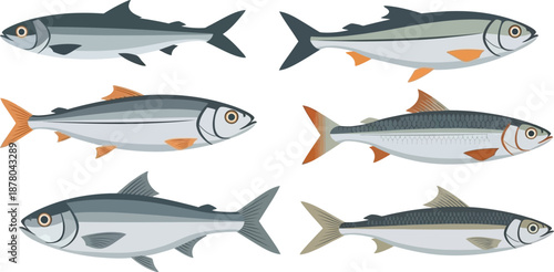 Milkfish collection different views and color variations aquatic seafood illustration pack for commercial design resources