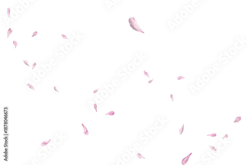 Pink petals floating gently against transparent background