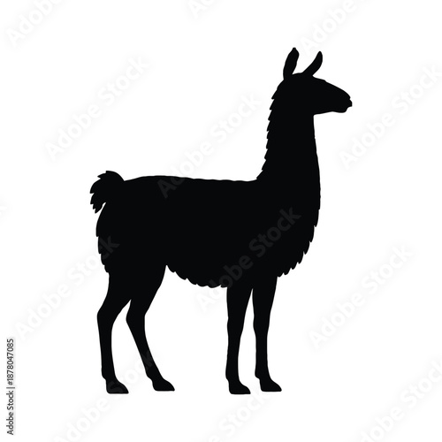 majestic llama standing icon. Silhouette of a majestic llama standing in profile against a plain white background
