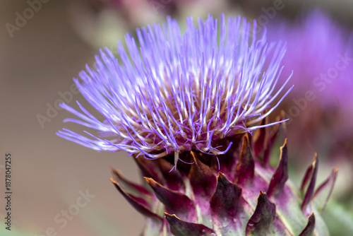 Artichoke Flower Blooming in Nature