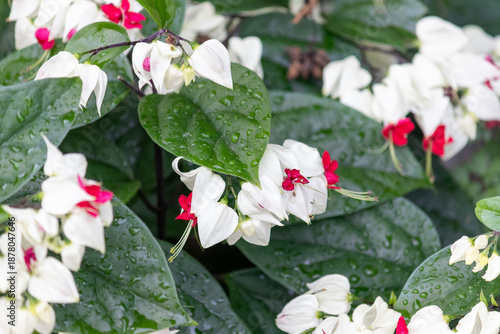 Bleeding Heart Vine – Tropical ornamental flower