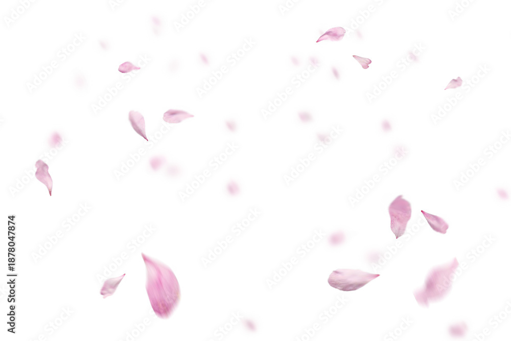 Αυτοκόλλητο Pink petals falling against transparent background